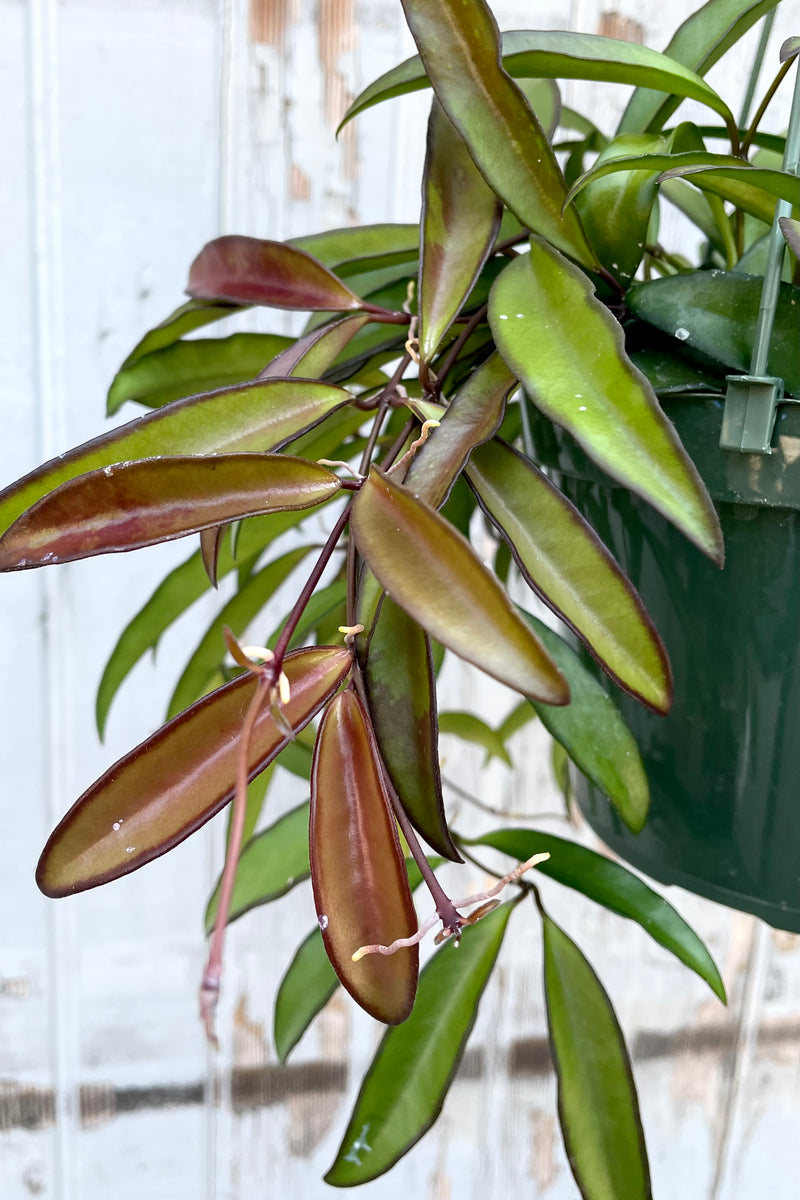 A detailed view of Hoya wayetii 6" in hanging pot against wooden backdrop