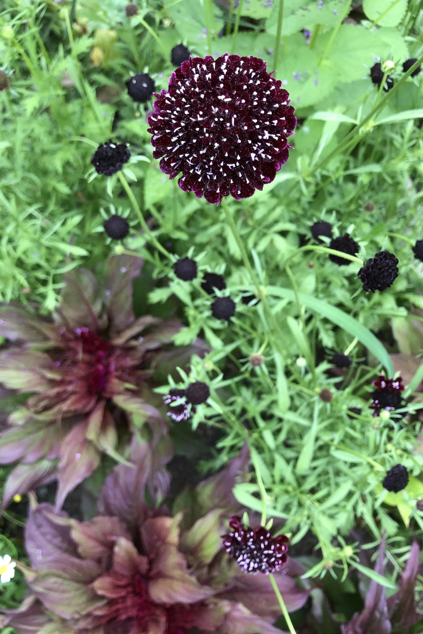 Goth Garden Flower Mix Art Pack at SPROUT HOME