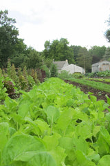 garden greens image by Hudson Valley Seeds as part of the Salad Savor seed mix