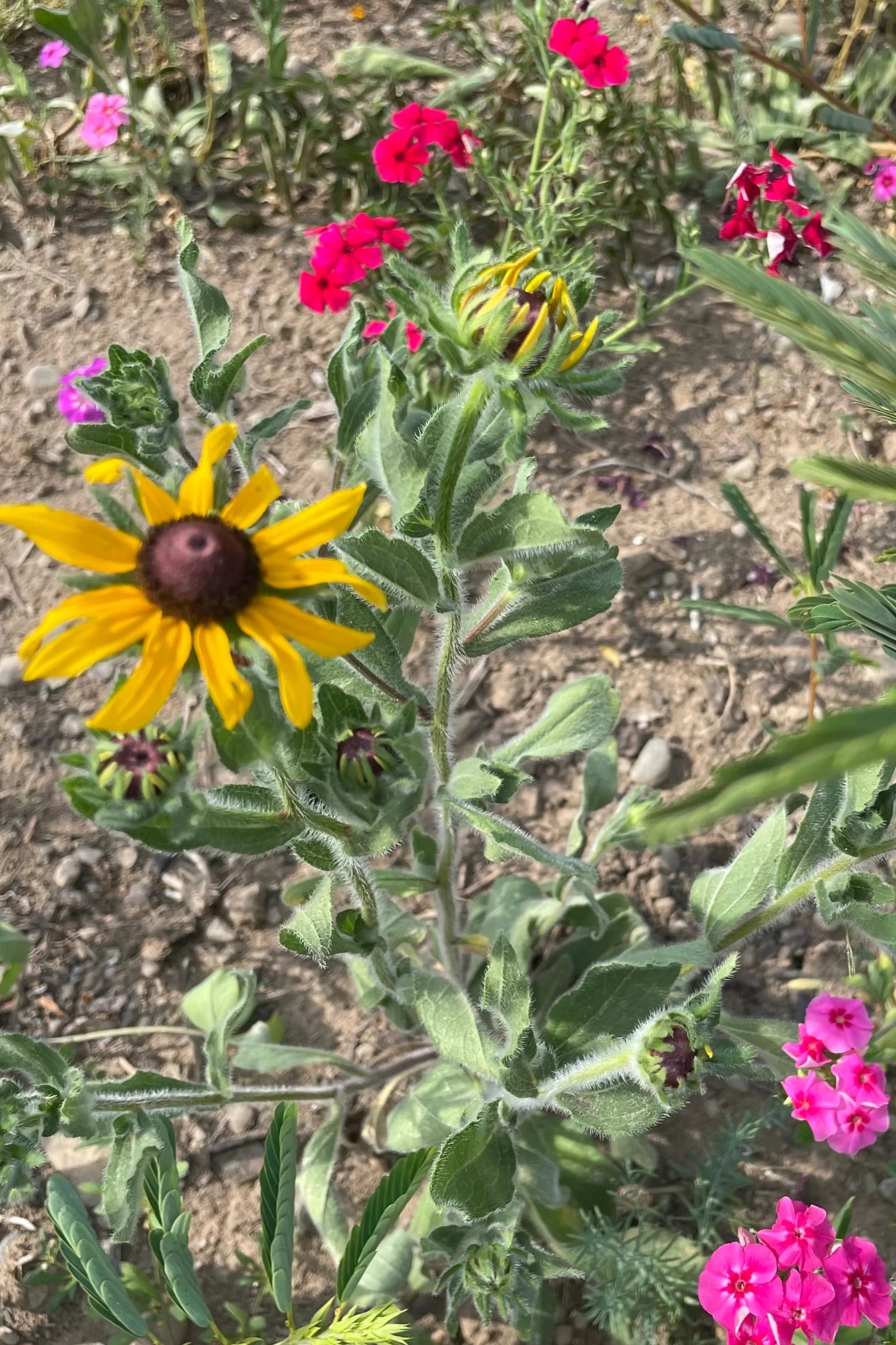 Image of flowers that are contained in Hudson Valley Seeds For the Birds Art Pack. ©Hudson Valley Seed Co.