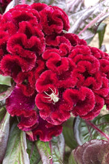 Celosia flower with a spider image by Hudson Valley Seeds as part of the Goth Garden Flower Mix