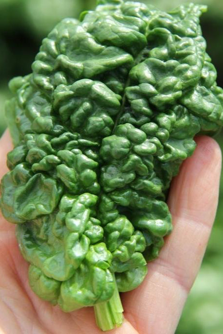 Image of Bloomsdale Spinach by Hudson Valley Seeds