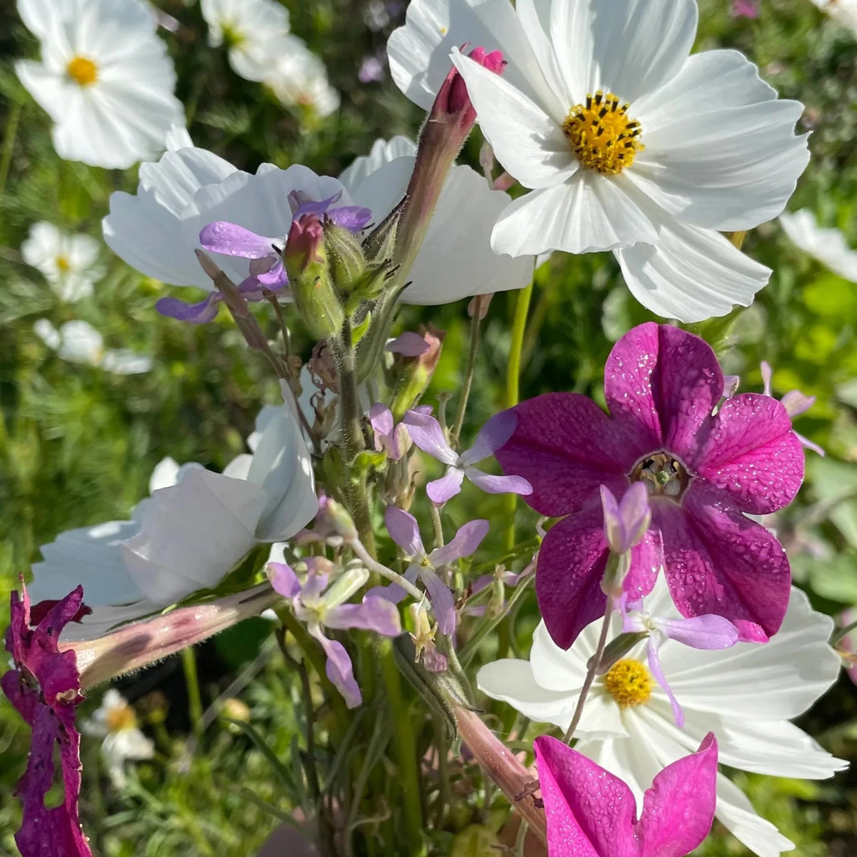 Midnight Garden Flower Mix Art Pack Seeds at SPROUT HOME