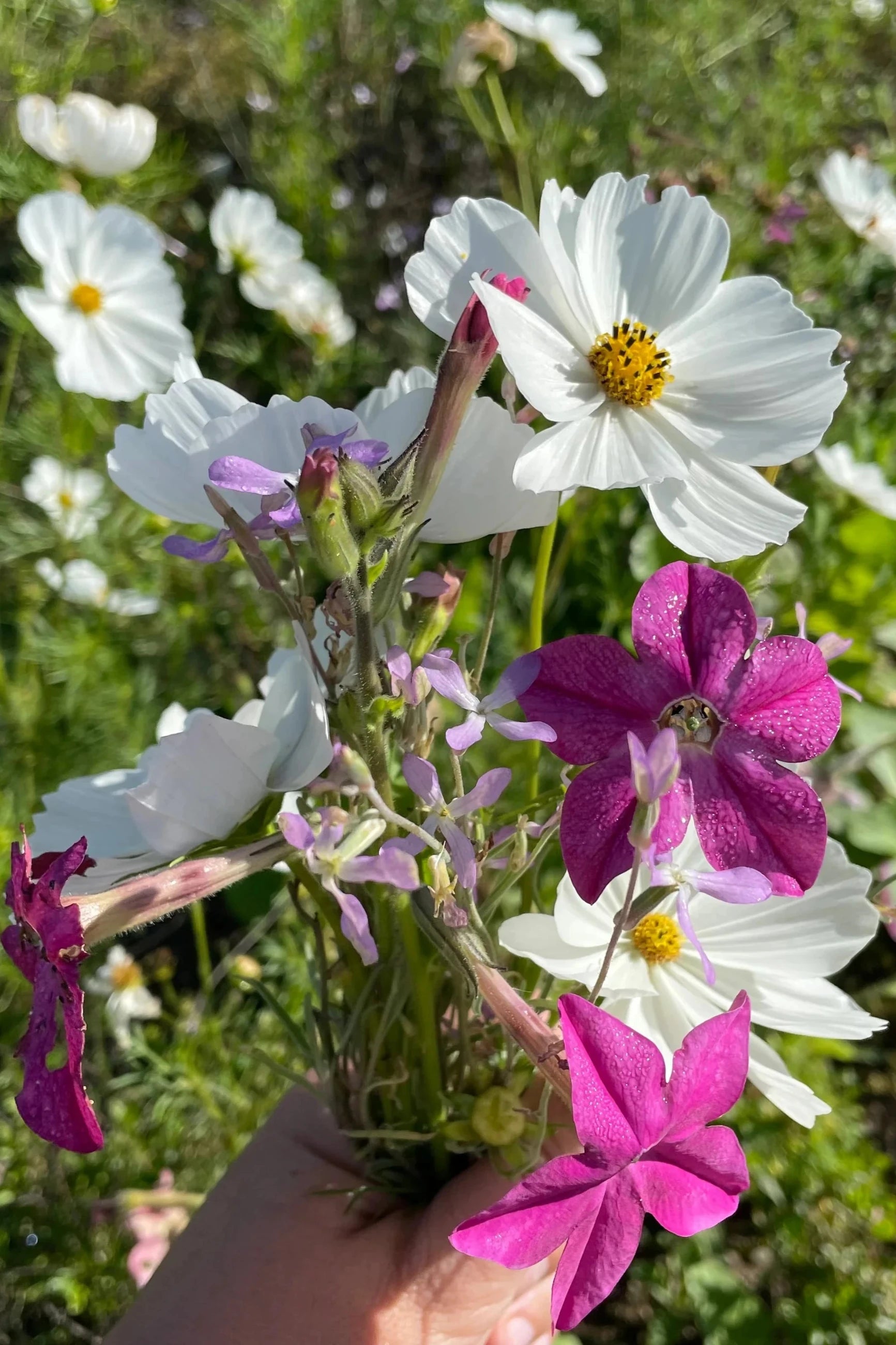 flower image by Hudson Valley Seeds as part of the Midnight Garden Flower Mix Seeds.  ©Hudson Valley Seed Co.
