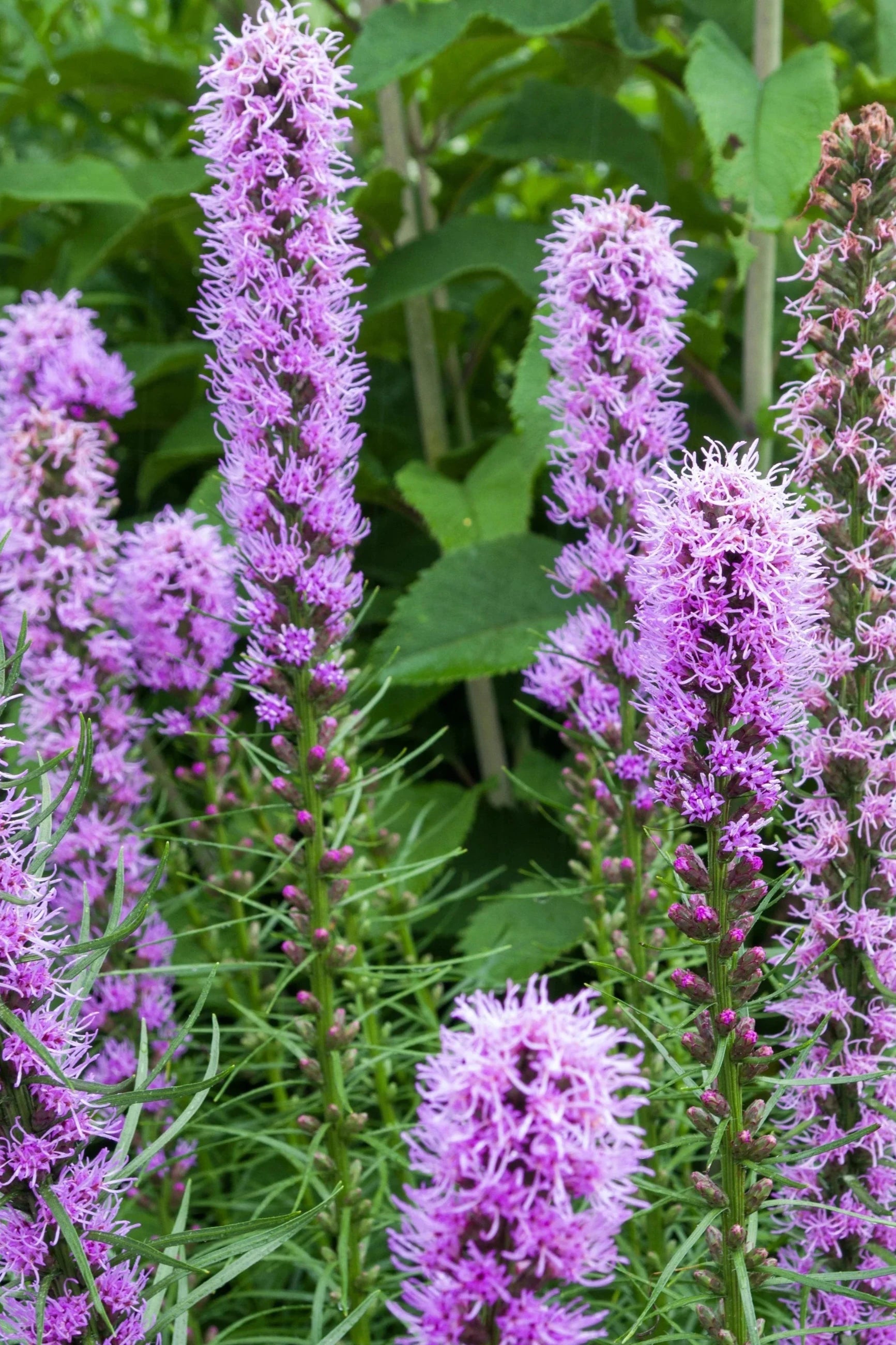 Image of flowers that are contained in Hudson Valley Seeds For the Birds Art Pack. ©Hudson Valley Seed Co.