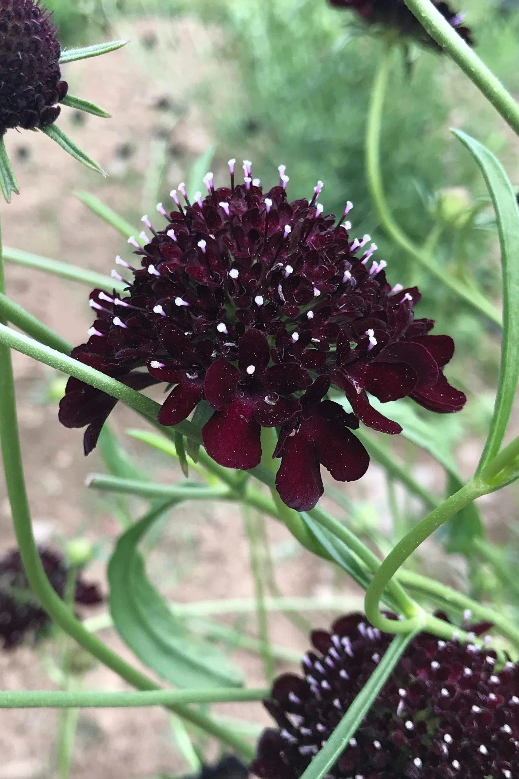 Scabiosa flower image by Hudson Valley Seeds as part of the Goth Garden Flower Mix