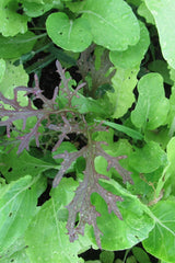 garden greens image by Hudson Valley Seeds as part of the Salad Savor seed mix