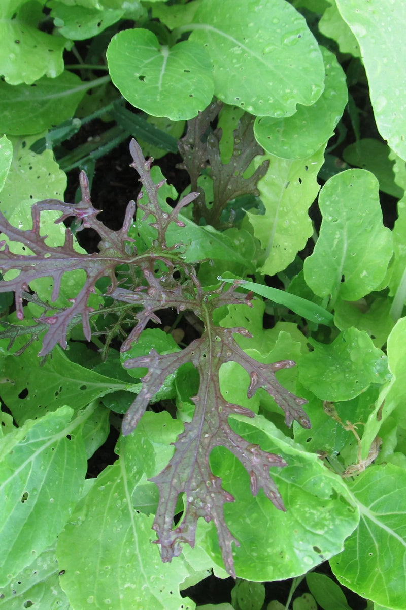 garden greens image by Hudson Valley Seeds as part of the Salad Savor seed mix