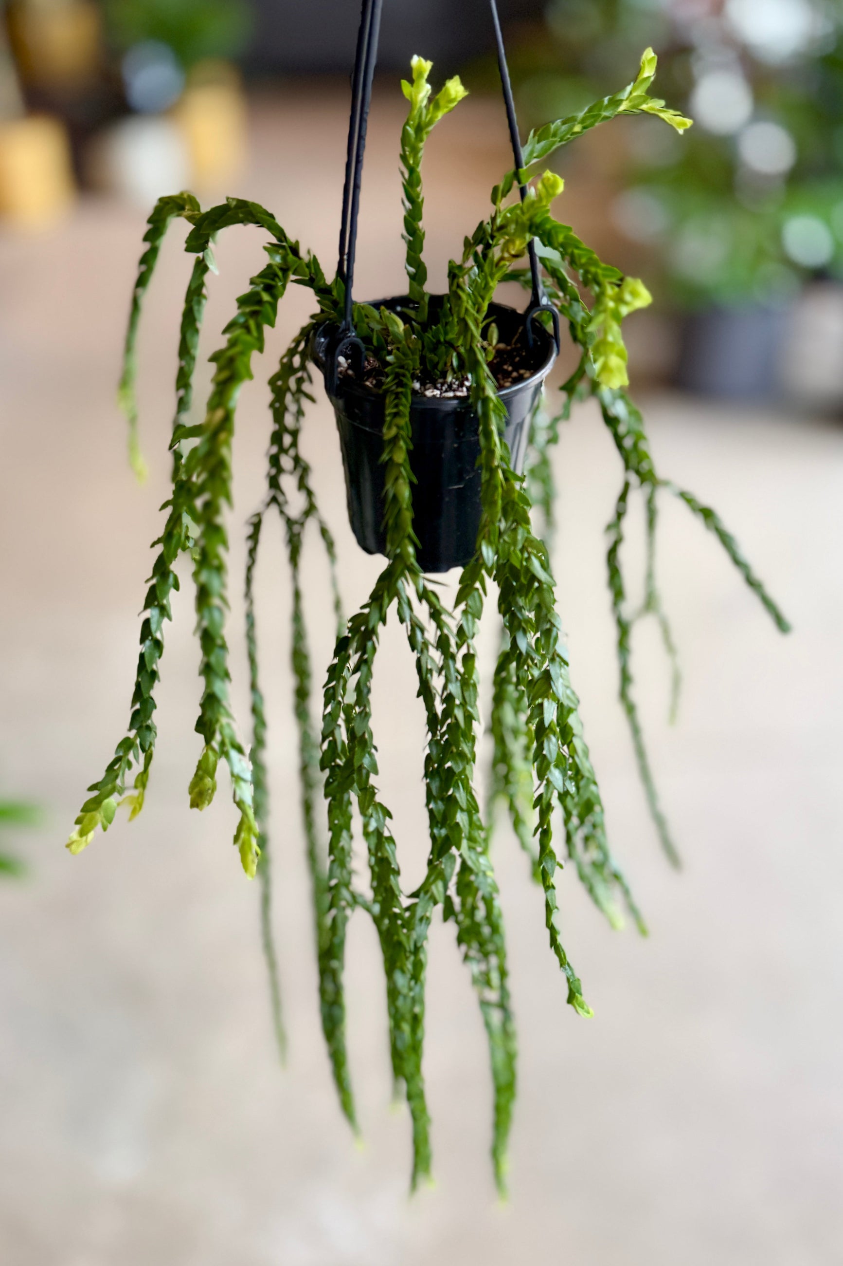 Hanging Phlegmariurus carinata plant in a 4" growers pot with a blurred background ©Sprout Home