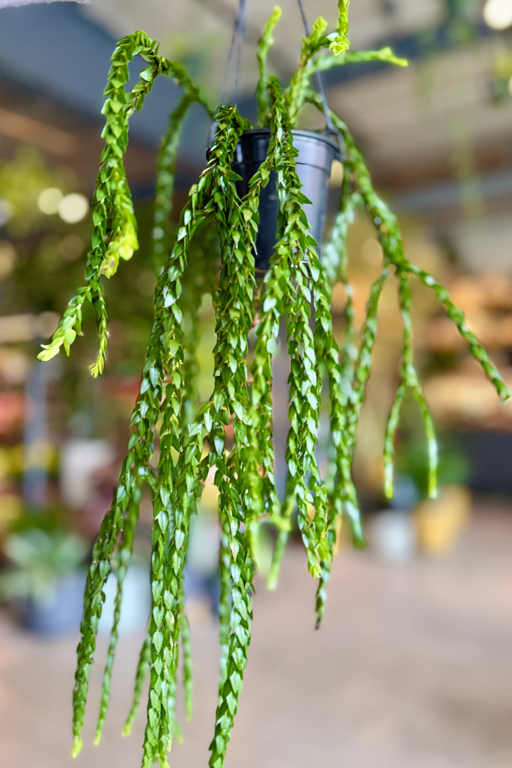 Hanging green Phlegmariurus carinata 4" plant with a blurred indoor background ©Sprout Home