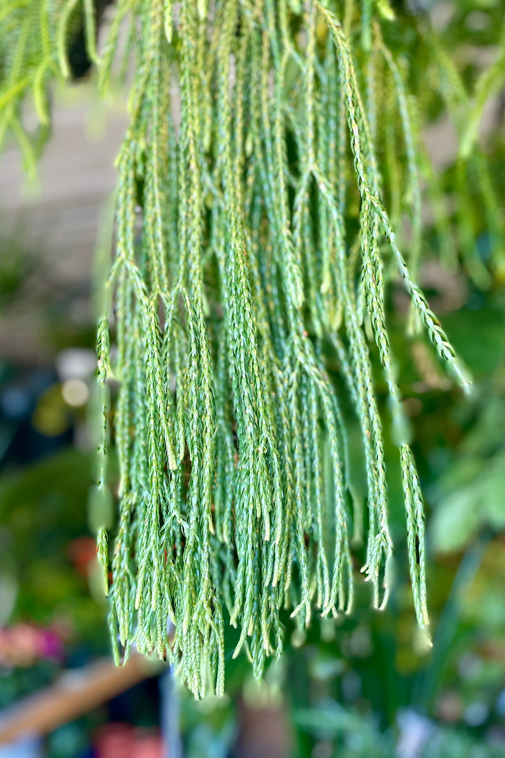Photo of a trailing green plant. Huperzia ©Sprout Home