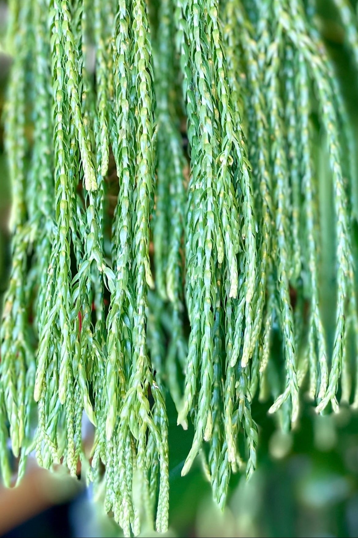 Close-up Photo of a trailing green plant. Huperzia ©Sprout Home