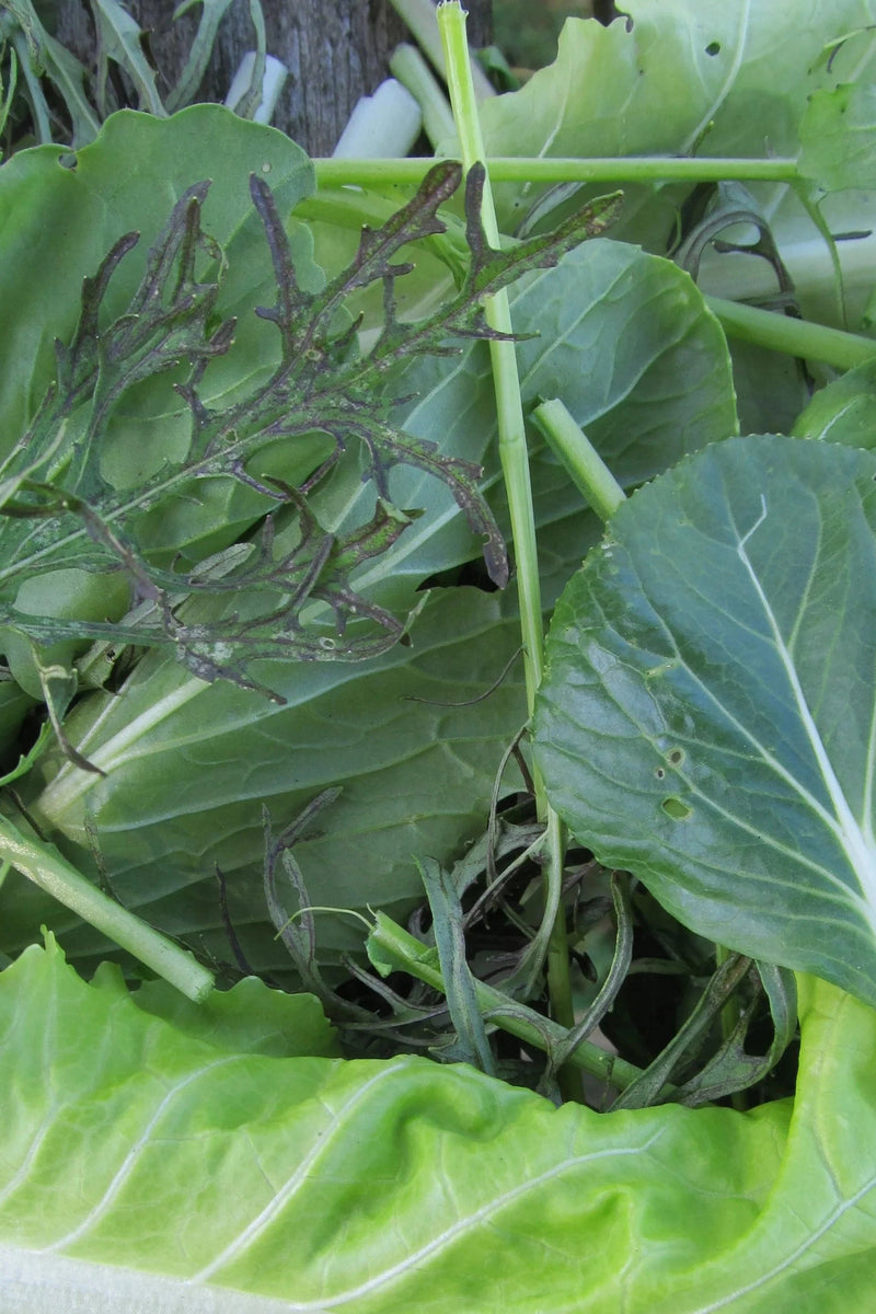 garden greens image by Hudson Valley Seeds as part of the Salad Savor seed mix