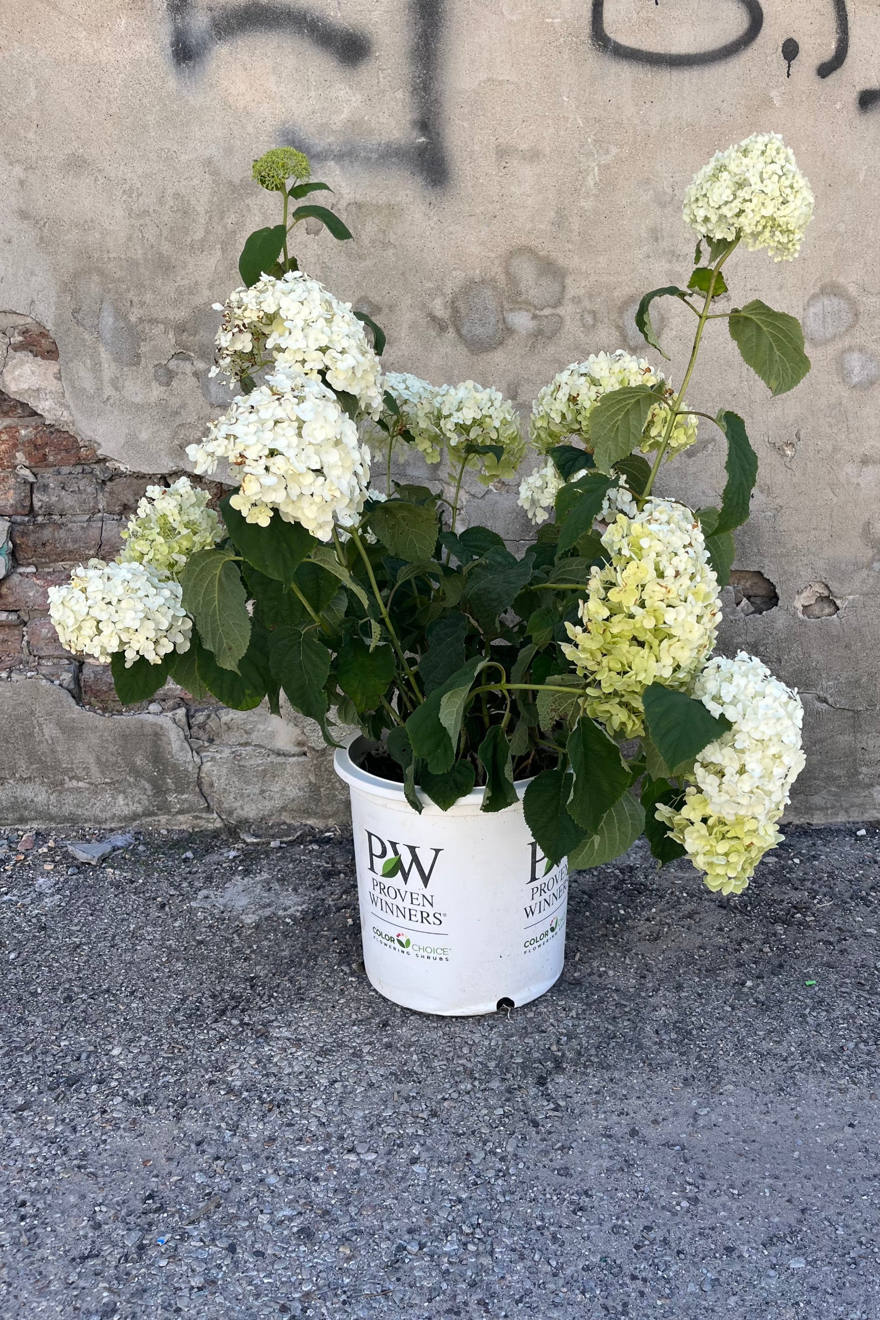 image 'Incrediball', or arborescens 'Abetwo' in a #5 growers pot at Spout home in late August ©Sprout Home