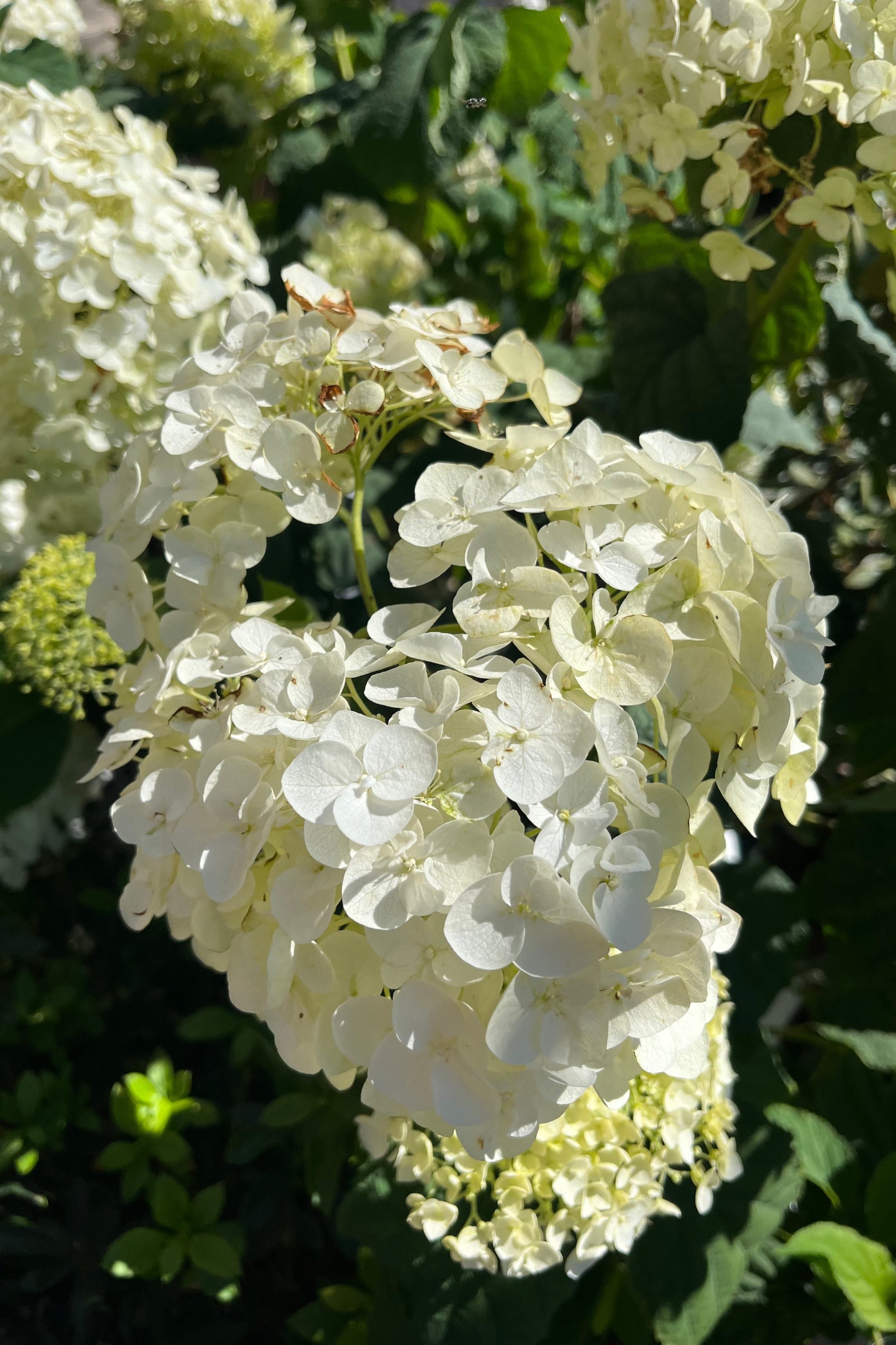 detail of 'Incrediball', or arborescens 'Abetwo' hydrangea showing it's massive flower in late August at Sprout home ©Sprout Home