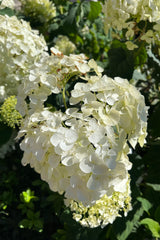 detail of 'Incrediball', or arborescens 'Abetwo' hydrangea showing it's massive flower in late August at Sprout home