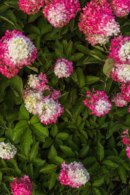 Close-up of Hydrangea p. 'Berry White' pink and white hydrangea flowers with green leaves ©Bailey Nurseries