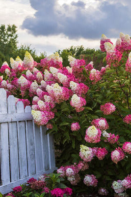 a mature Hydrangea p. 'Berry White' Pink and white flowers in a garden with a white picket fence. ©Bailey Nurseries