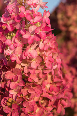Close-up of pink flowers of Hydrangea p. 'Berry White' with a blurred background ©Bailey Nurseries 