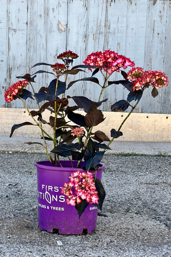 Hydrangea 'Eclipse' in a #2 growers pot the end of April against a wood wall. 