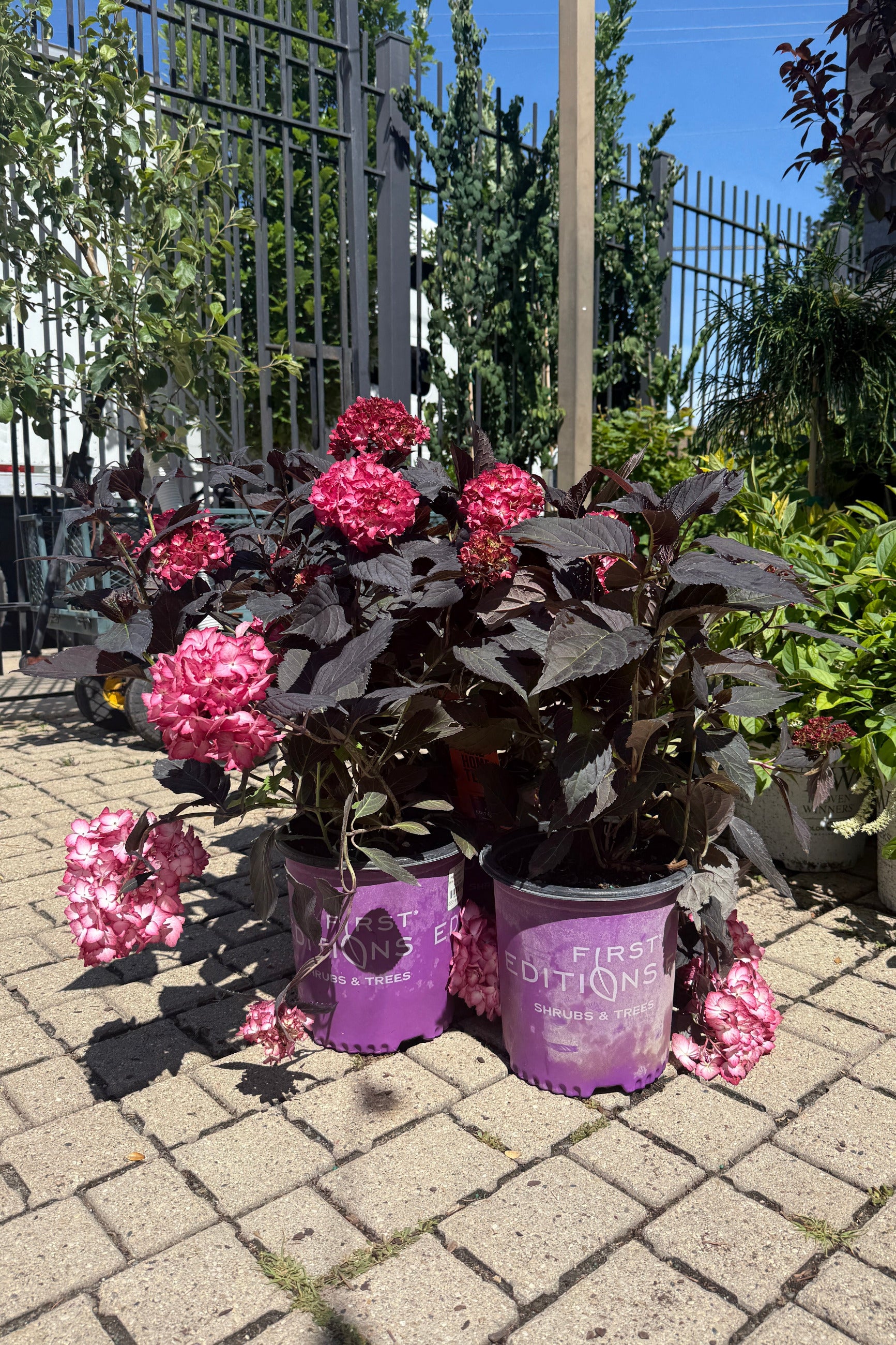 Hydrangea m. 'Eclipse' #2 at SPROUT HOME
