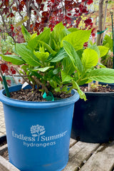 Hydrangea 'Endless Summer' the middle of April just starting to grow and showing its first leaf sets potted in a #5 growers pot in the Sprout Home yard. 
