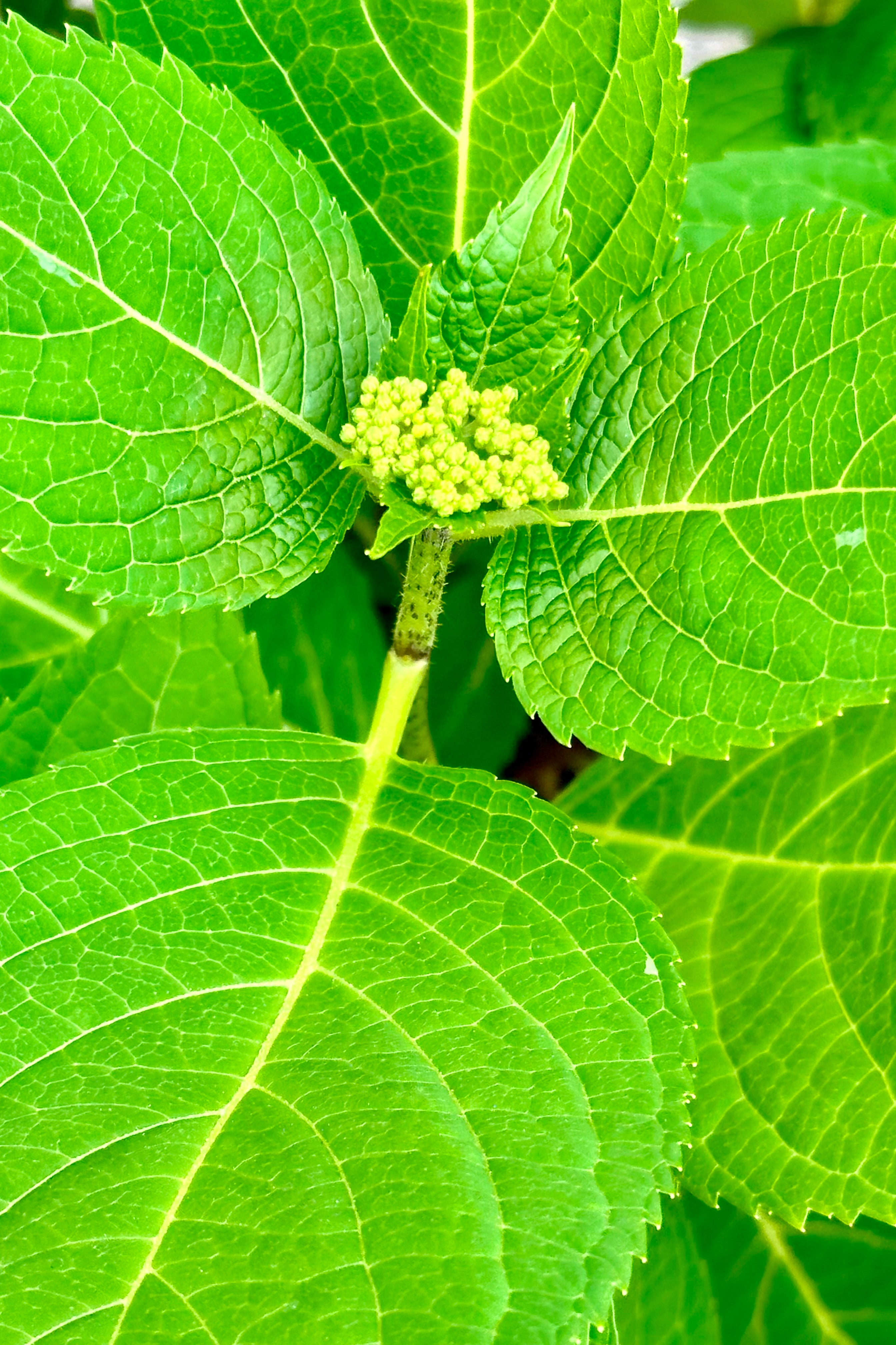 Detail of the buds and green leaves on the Hydrangea 'Endless Summer' mid May