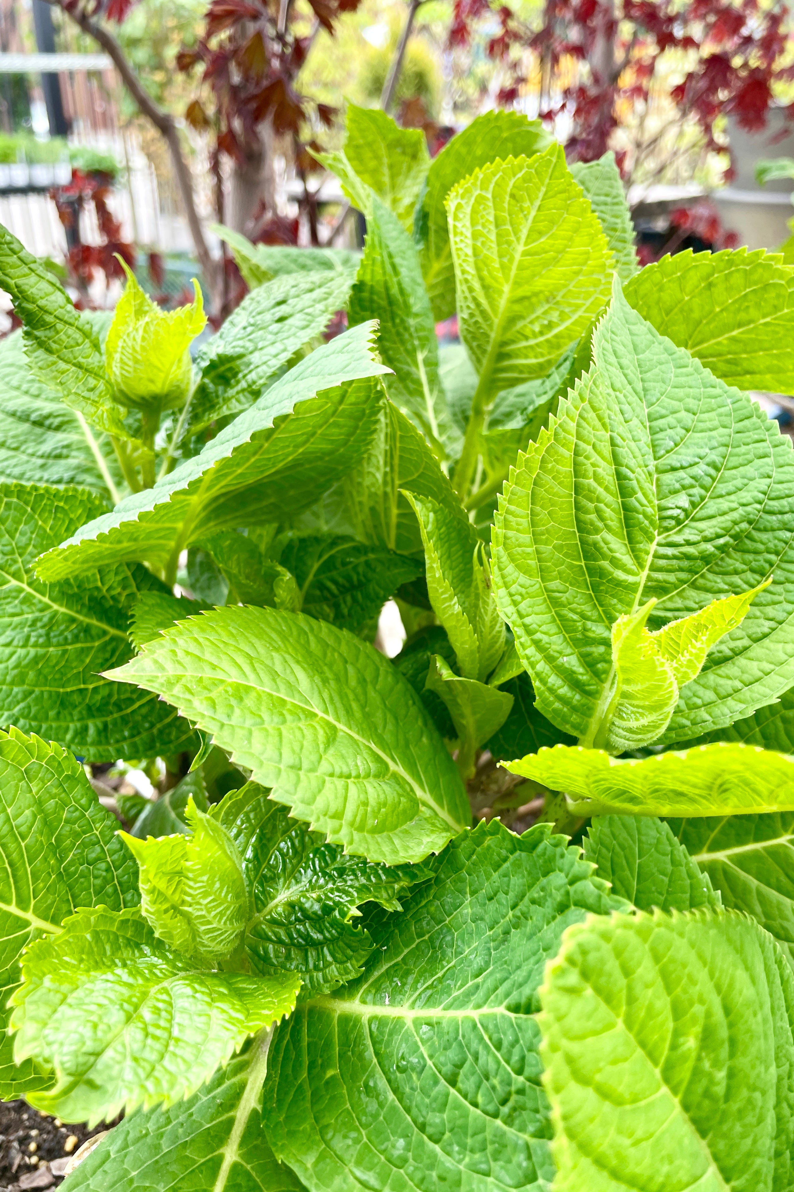 Thick green fresh new leaves mid April on a Hydrangea 'Endless Summer'