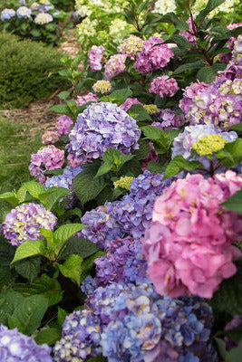 Hydrangea m. 'BloomStruck' Hydrangea flowers in pink and purple with green grass and plants in the background ©Bailey Nurseries