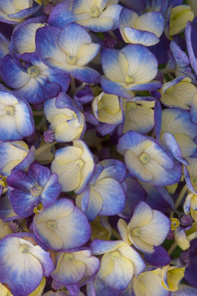 Close-up of blue and yellow flowers of Hydrangea m. 'BloomStruck'  ©Bailey Nurseries
