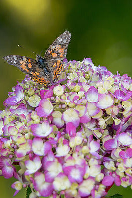 Butterfly on a cluster of pink and white Hydrangea m. 'BloomStruck' flowers with a blurred green background ©Bailey Nurseries