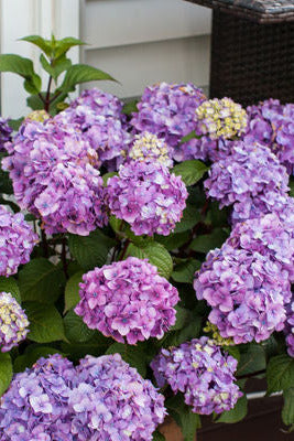 Hydrangea m. 'BloomStruck' with purple flowers with green leaves in a pot on a patio. ©Bailey Nurseries