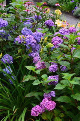 Hydrangea m. 'BloomStruck' blooming purple with green leaves in a garden setting ©Bailey Nurseries