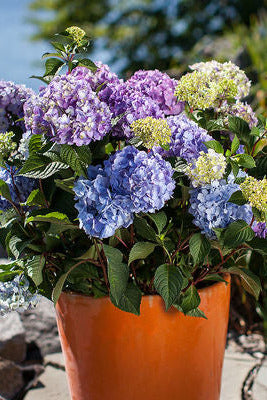 Potted Hydrangea m. 'BloomStruck' plant with purple and blue flowers by a body of water ©Bailey Nurseries