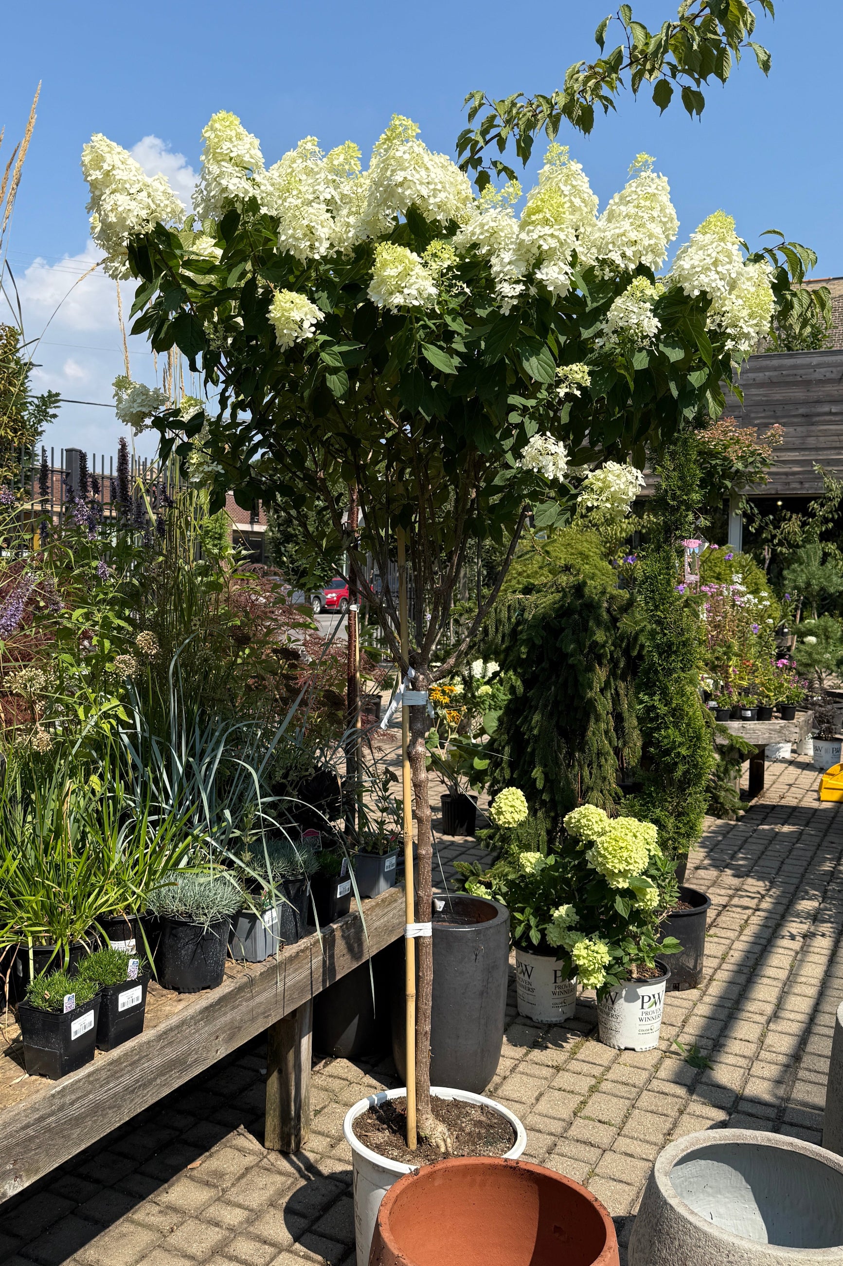 Hydrangea p. 'Limelight' Standard tree form  in a #7 growers pot the beginning of August in the Sprout Home yard in full bloom ©Sprout Home