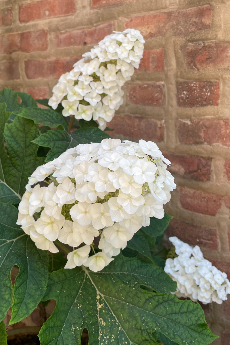 up close picture of the huge white flower panicles of Hydrangea 'Jetstream' the middle of June