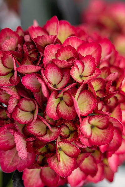 Hydrangea m. 'Eclipse' in bloom and up close the end of ©Bailey Nurseries