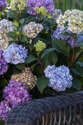 Hydrangea m. 'BloomStruck' Hydrangea flowers with a wicker chair and cushion in the background ©Bailey Nurseries