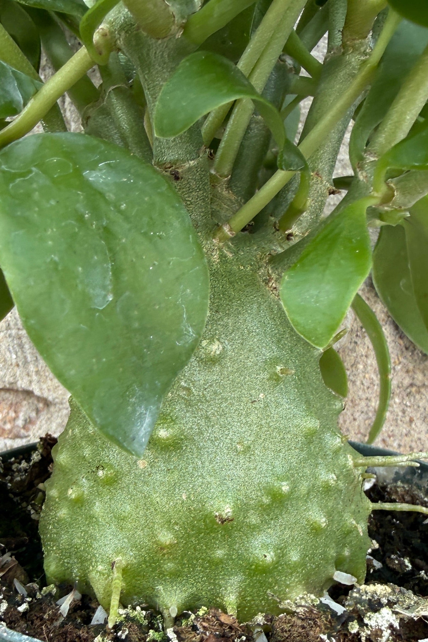 Hydnophytum caudex up close with its bumpy green surface ©Sprout Home