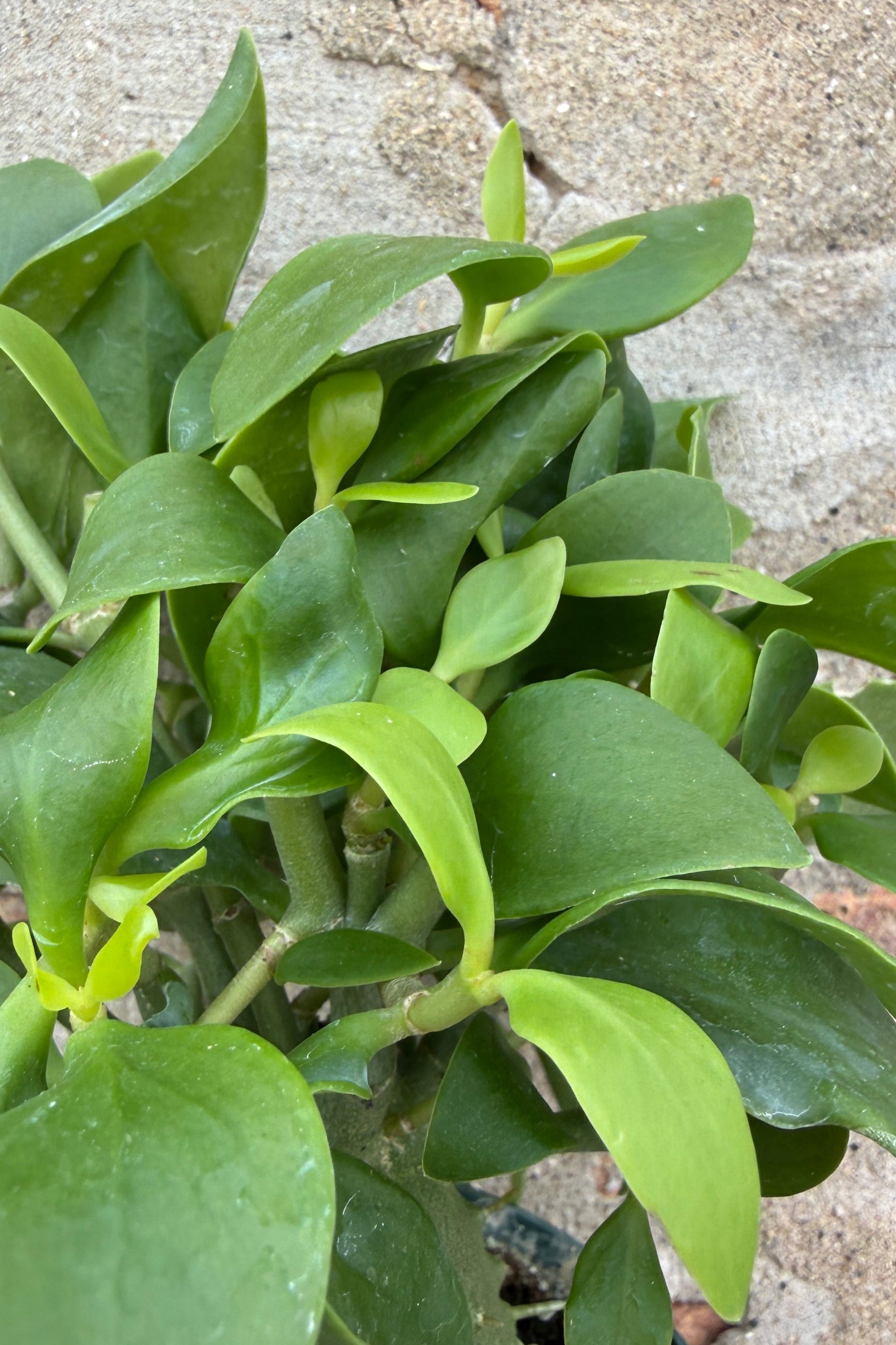 Hydnophytum green leaves up close ©Sprout Home