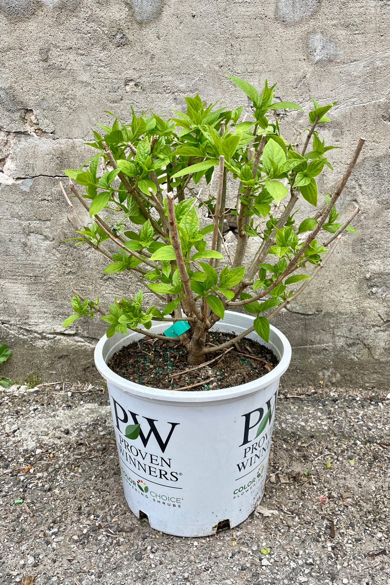 Hydrangea 'Limelight' in a #5 growers pot with its new spring fresh leaves the end of April, well before budding. 