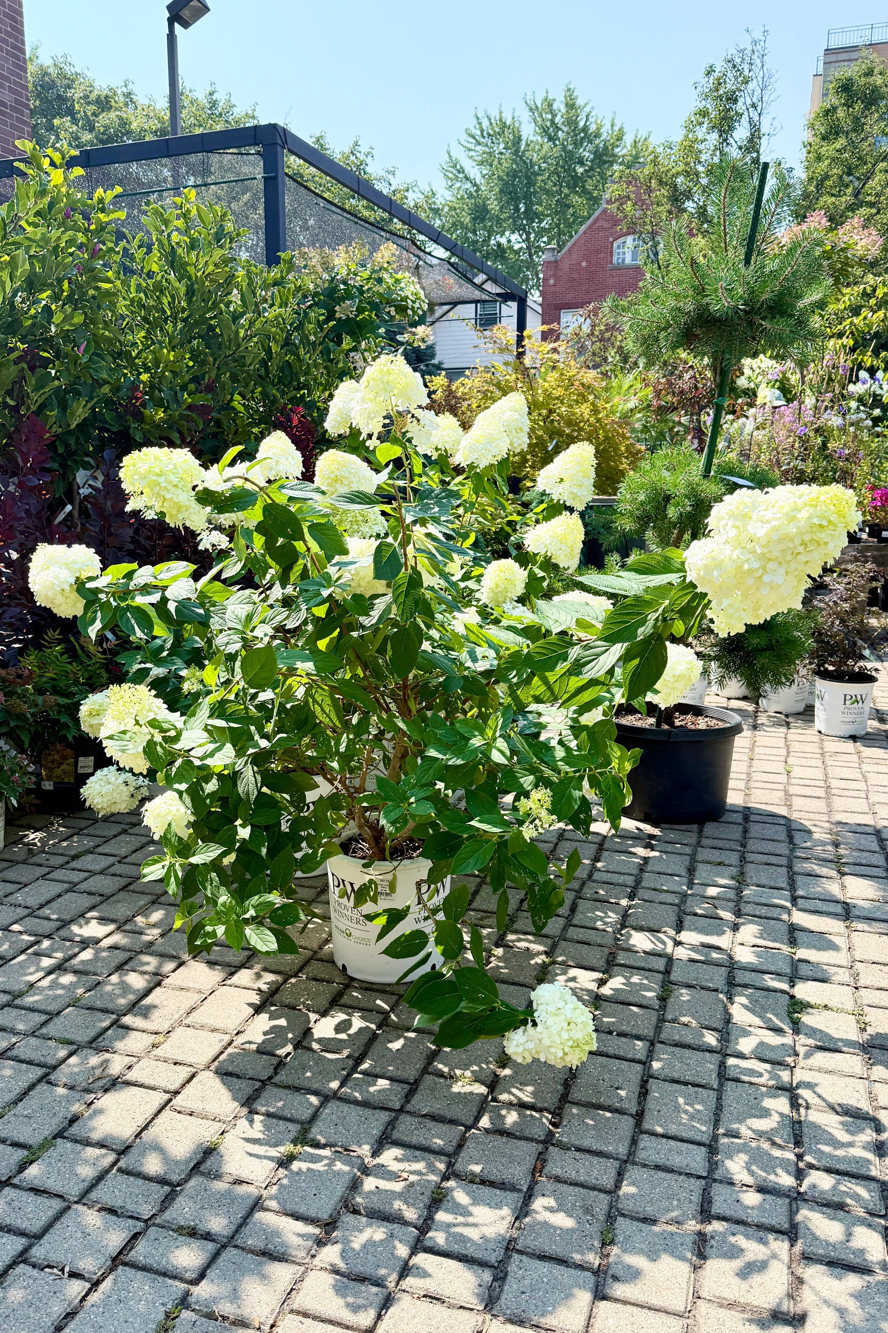 Hydrangea p. 'Limelight' in a $5 growers pot in full bloom the beginning of August in the Sprout Home yard ©Sprout Home