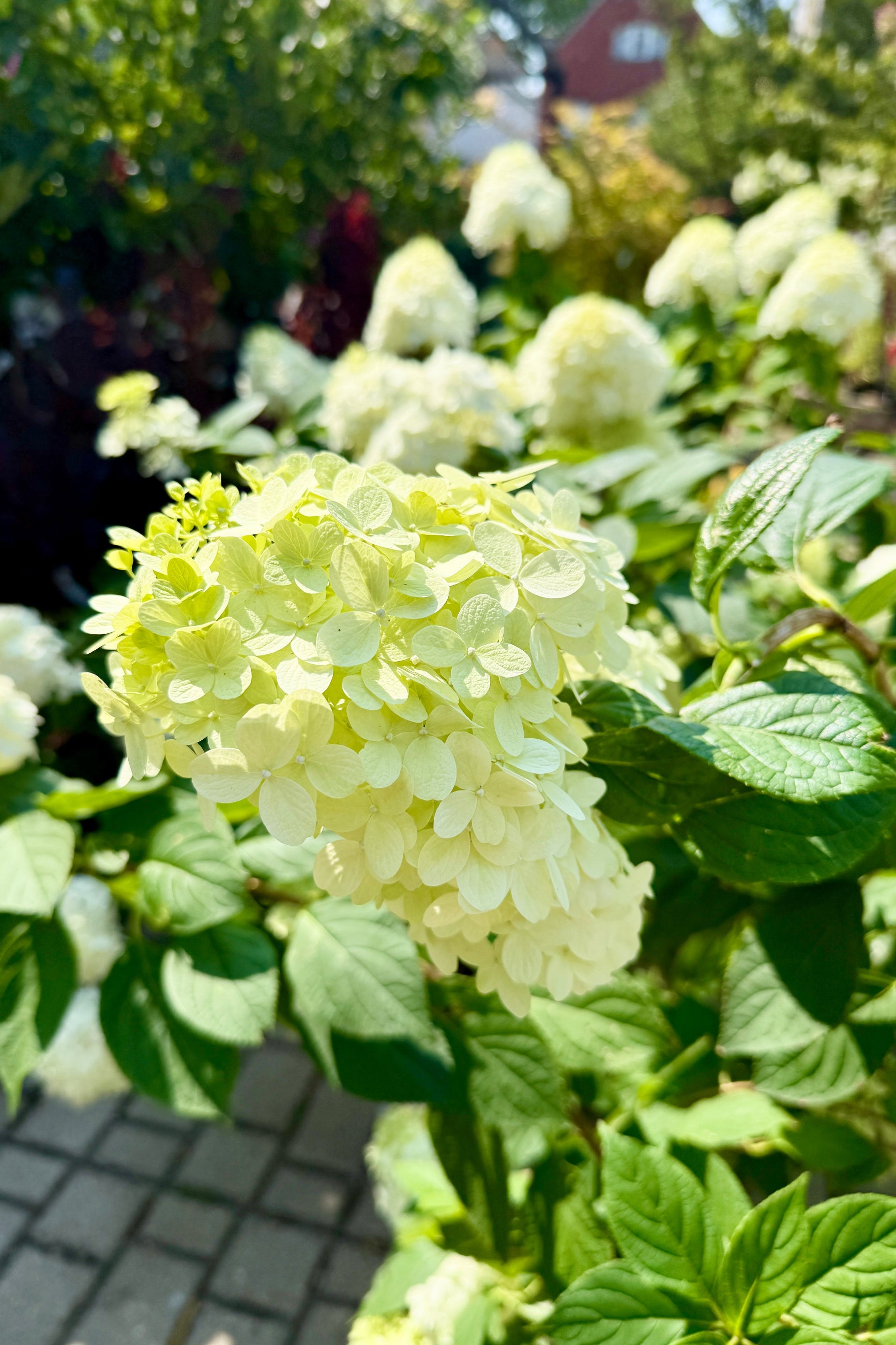 Close-up of a light green hydrangea  Hydrangea p. 'Limelight' flower with blurred garden background the beginning of August ©Sprout Home
