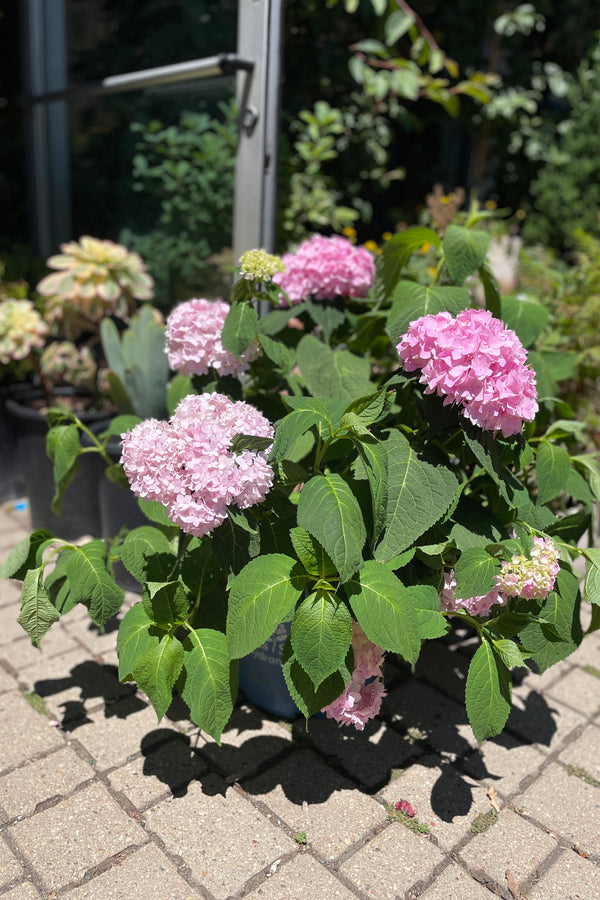 Hydrangea 'Endless Summer' blooming pink the end of June in a #3 growers pot with the Sprout Home door to the store in the background.