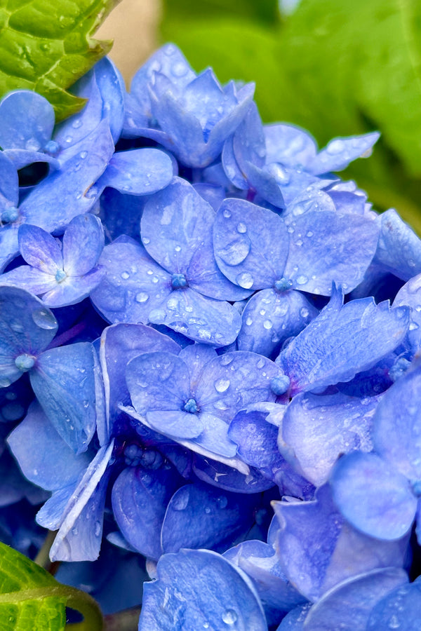 A close up of the Hydrangea 'Endless Summer' bloom in blue mid to late June at Sprout Home