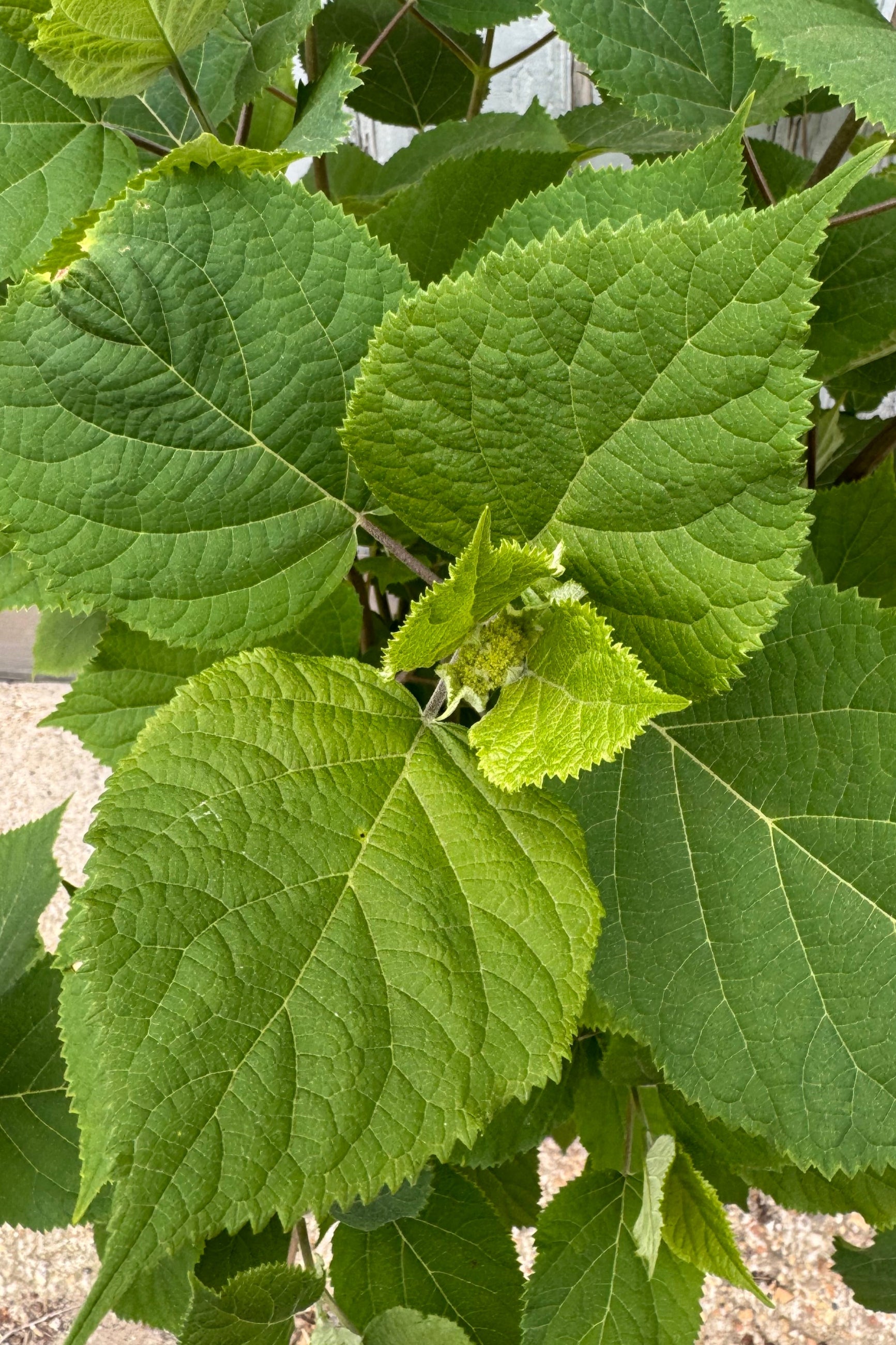 Close photo of Hydrangea 'Flowerfull' with a small flower bud present. Plant is shown in mid May. © Sprout Home
