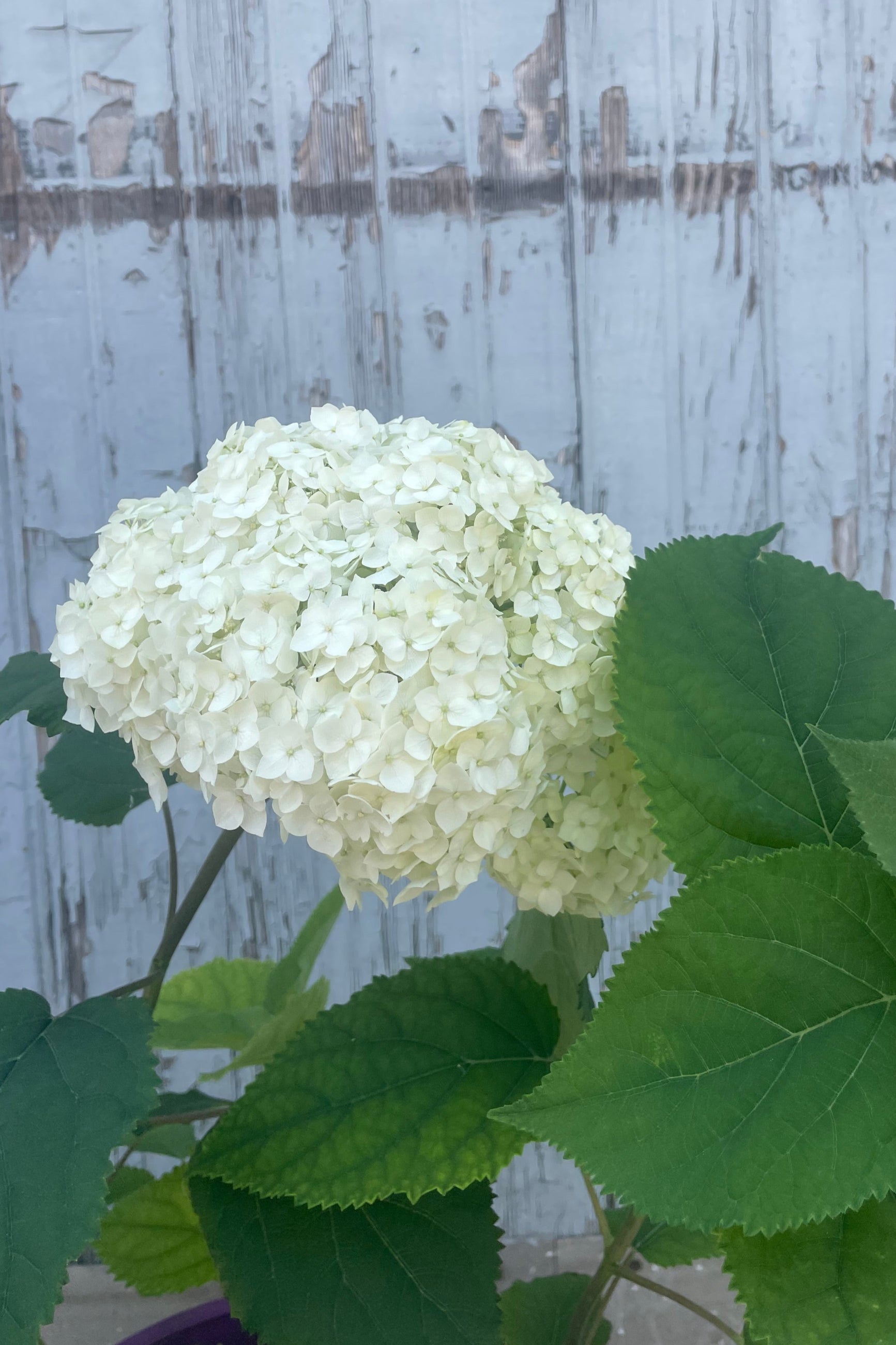 Photo of the white clustered flowers of Hydrangea 'Flowerfull' which are white and shown in front of a gray wall in mid June ©Sprout Home