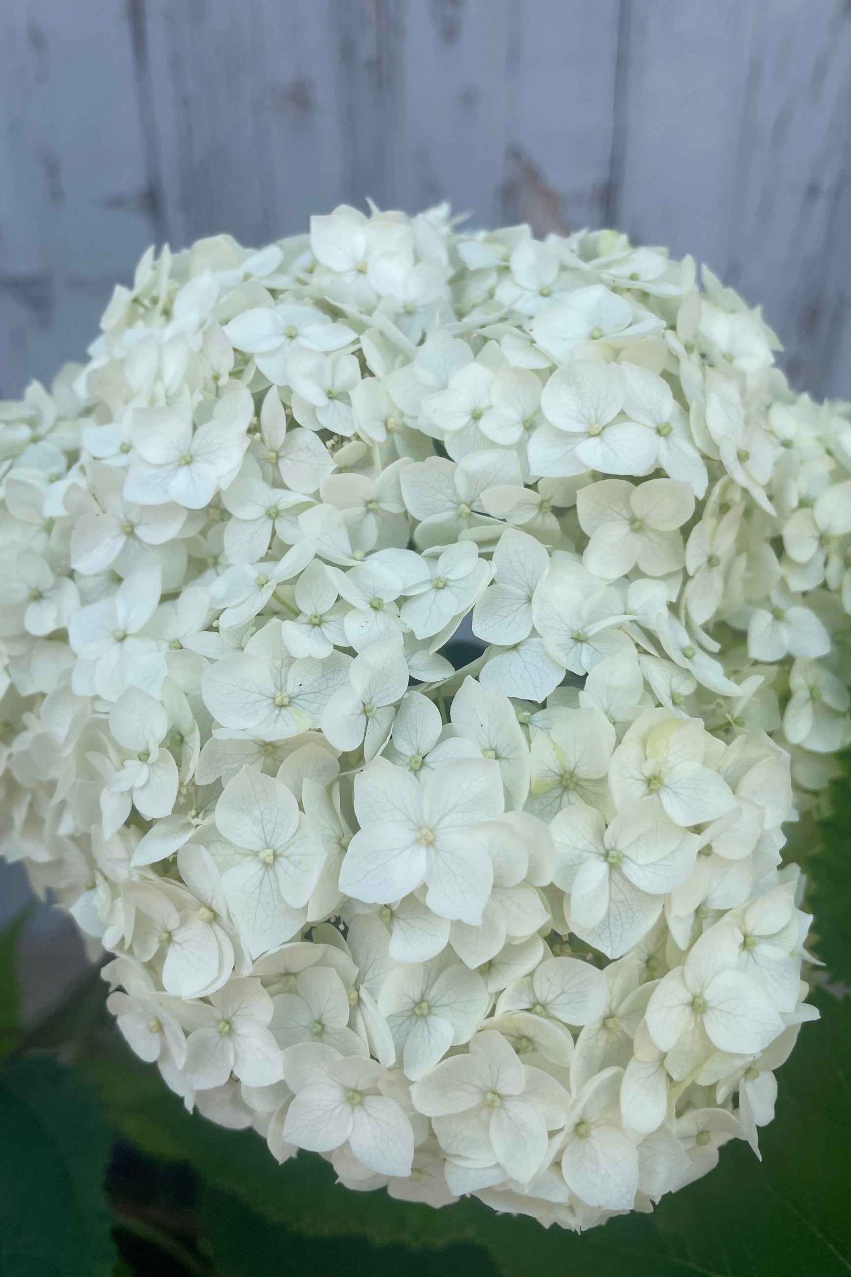 Photo of the white clustered flowers of Hydrangea 'Flowerfull' which are white and shown in front of a gray wall in mid June ©Sprout Home