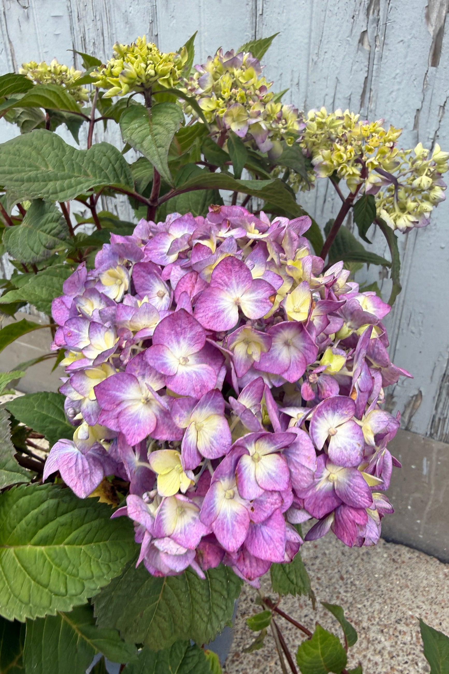 Hydrangea m. 'BloomStruck' in bud and bloom the end of July ©Sprout Home