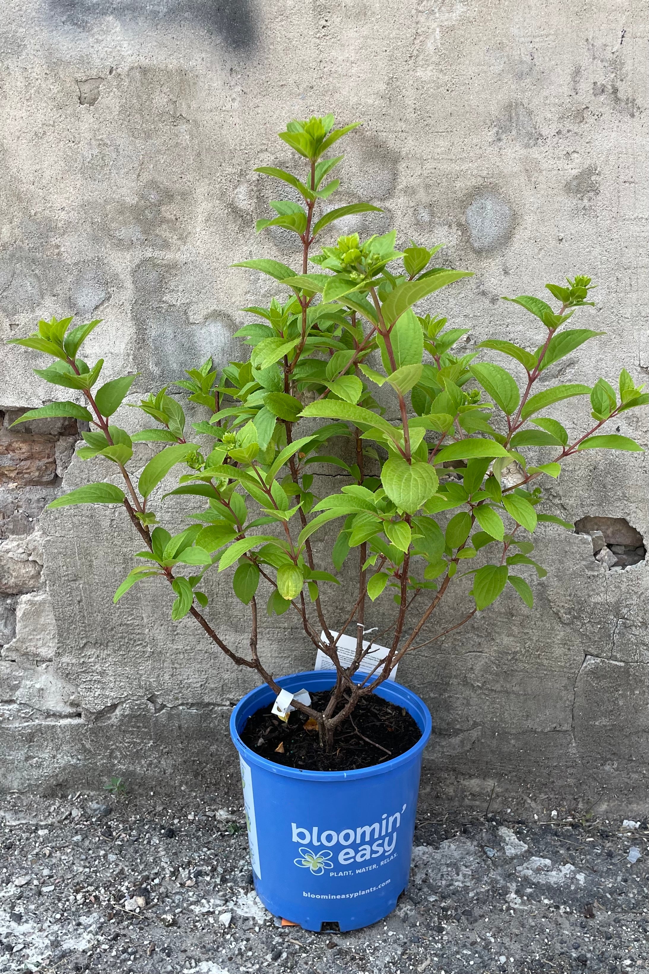 Hydrangea 'Moonrock' in a #2 growers pot the middle of June with its green leaves and starting to set buds for the season
